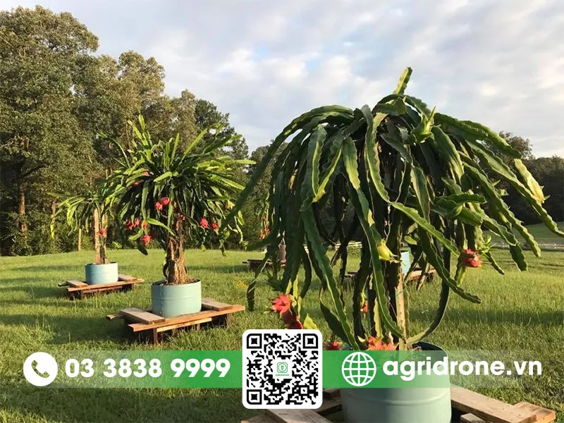 Lịch trình chăm sóc và bón phân bón cho cây thanh long trong chậu hiệu quả