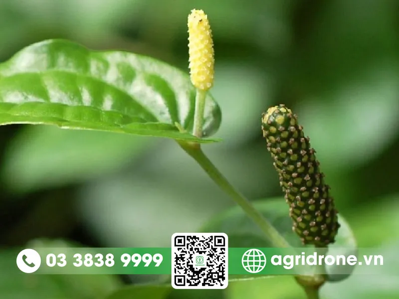 Bón phân hữu cơ cho cây tiêu lốt để tăng năng suất và chất lượng lá