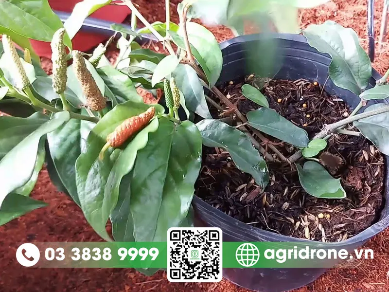 Cây tiêu lốt đang được chăm sóc tại vườn