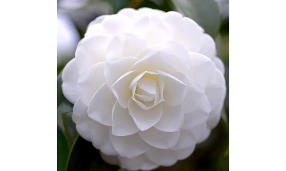 Hoa trà bạch có màu trắng tinh khôi