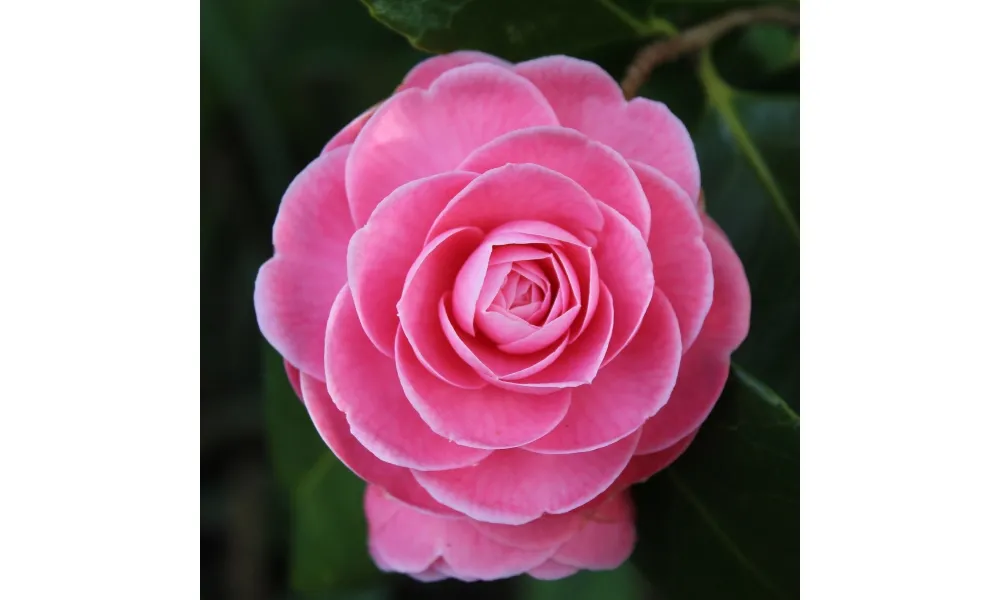 Hoa trà hồng thể hiện sự nhung nhớ