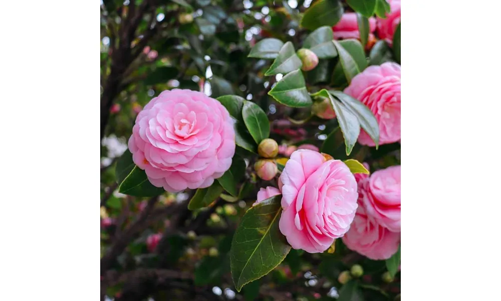 Hoa trà cung đình có màu hồng phấn nhẹ nhàng