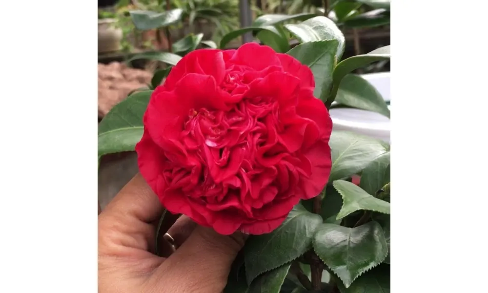 Hoa trà lựu có tạo hình độc đáo