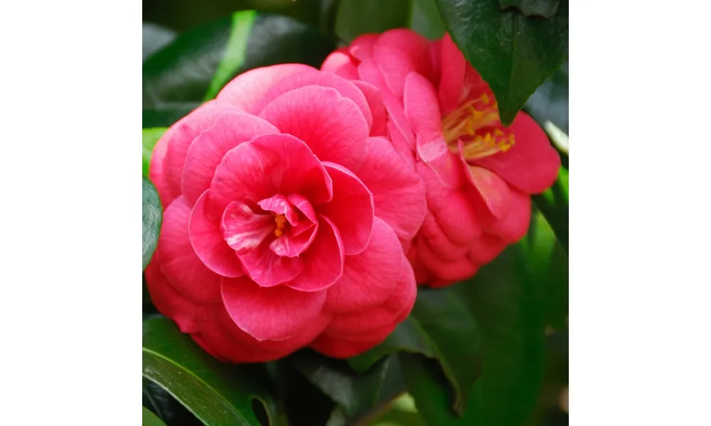 Hoa trà đỏ tượng trưng cho sự hạnh phúc