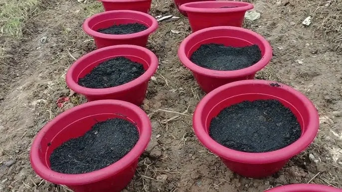 cach-trong-va-cham-soc-cay-hoa-van-tho-lun-phap