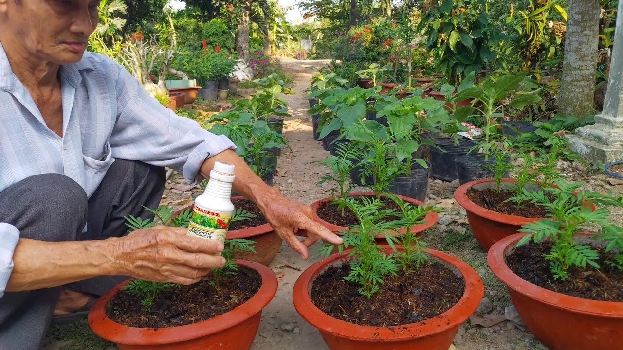 cach-trong-va-cham-soc-cay-hoa-van-tho-lun-phap