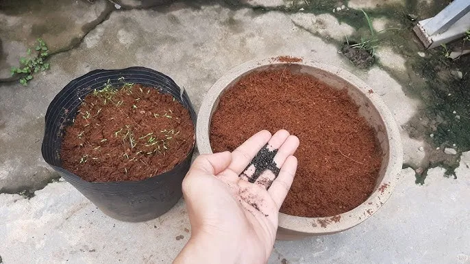 cach-trong-va-cham-soc-cay-hoa-van-tho-lun-phap