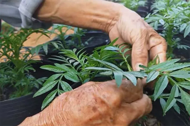 cach-trong-va-cham-soc-cay-hoa-van-tho-lun-phap