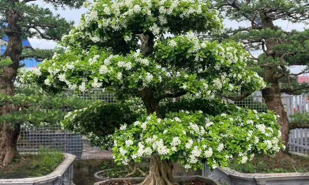 Nguyệt Quế Lá Lớn thường được chọn làm bonsai cổ thụ do thân gỗ và lá to