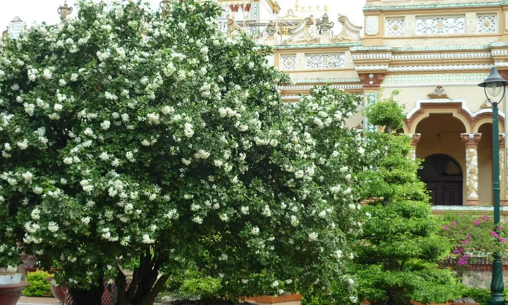 Cây Nguyệt Quế (Cửu Lý Hương) là loại thân gỗ nhỏ, cao 2-4m với hương thơm nồng nàn