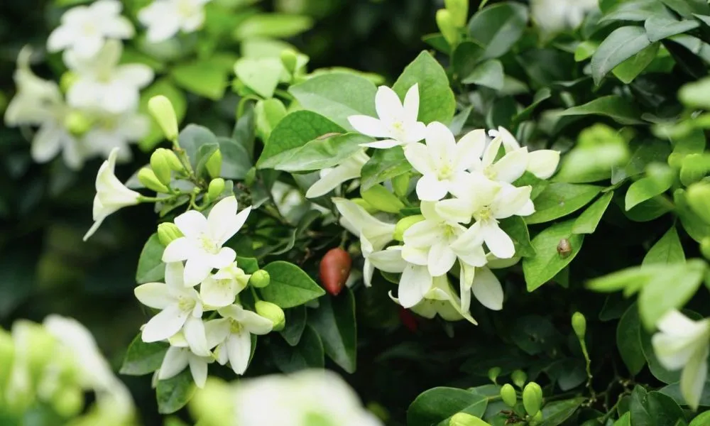 Ba giống nguyệt quế phổ biến tại Việt Nam hiện nay là Lá Lớn, Lá Nhỏ và Lá Nhỏ Thân Xoắn