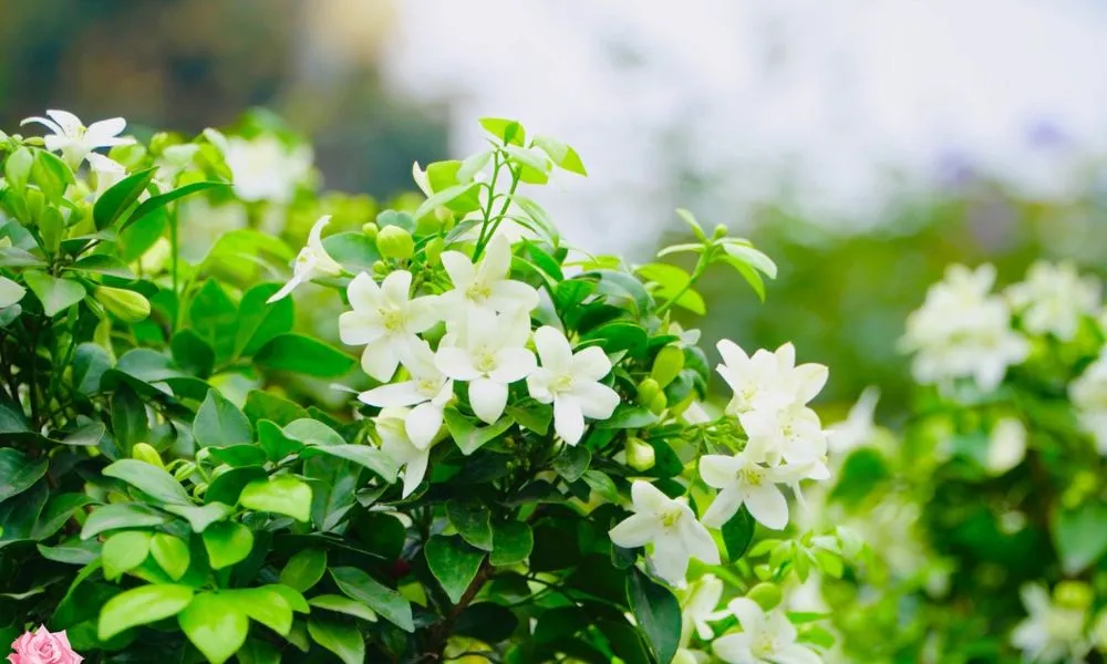 Cây Nguyệt Quế được nhiều người yêu thích bởi hương thơm và ý nghĩa phong thủy tốt lành