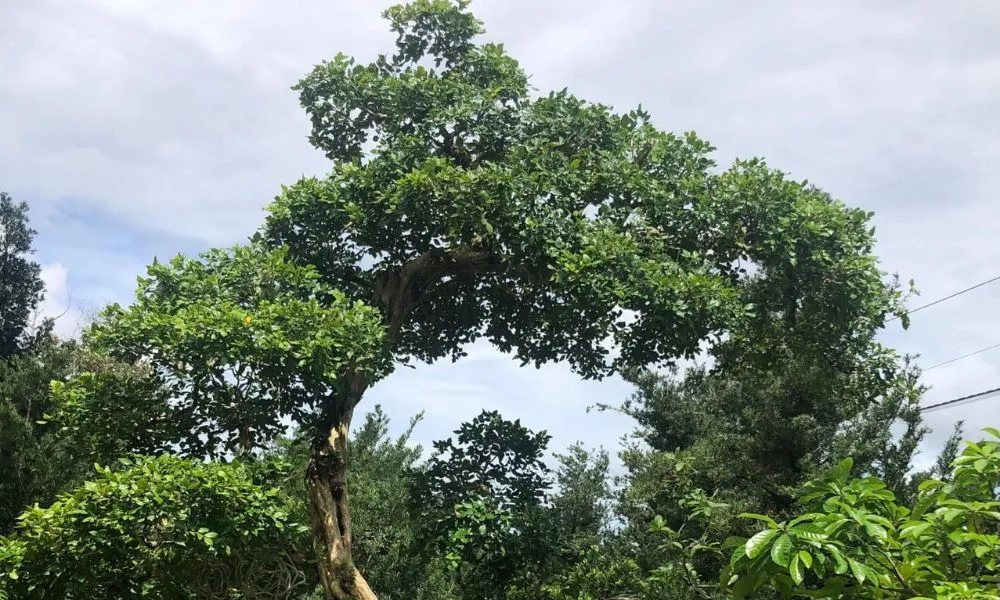 Cây Nguyệt Quế thường được trồng trước nhà, trong sân vườn, công viên hoặc làm cây bonsai