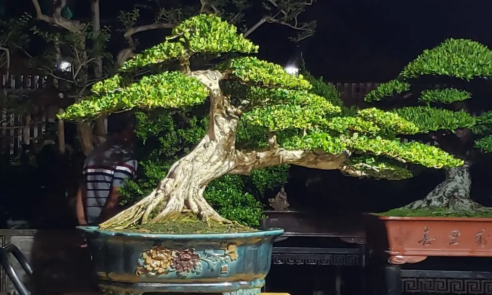 Các bước thực hiện cách trồng cây nguyệt quế tại nhà đúng kỹ thuật