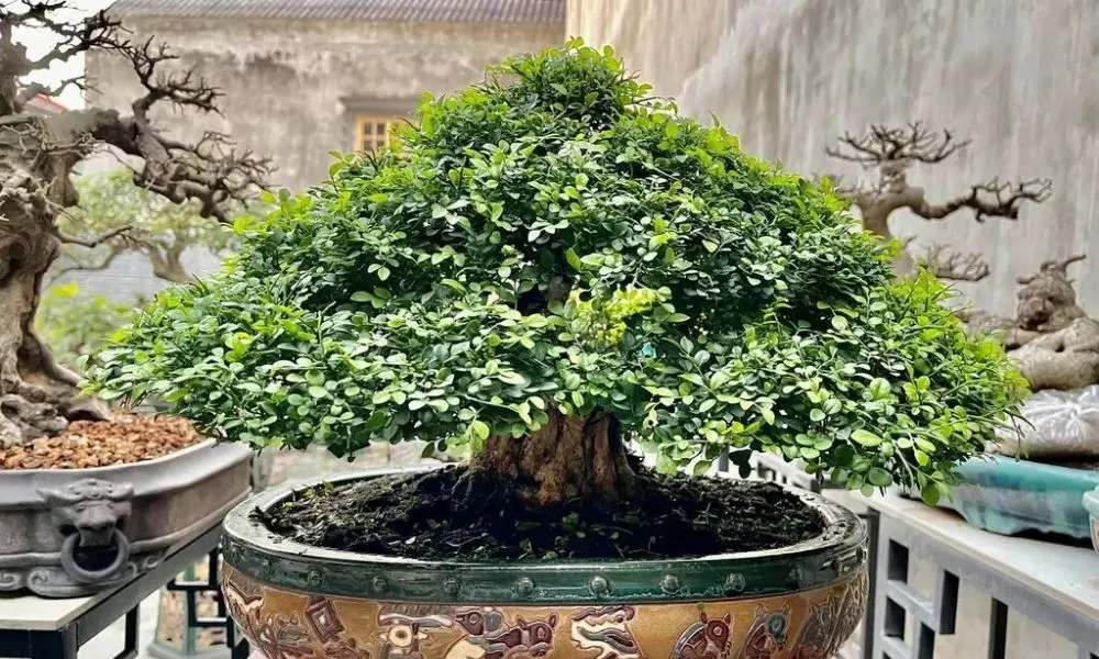 Kỹ thuật chăm sóc cây nguyệt quế đơn giản nhưng hiệu quả giúp cây sinh trưởng tốt