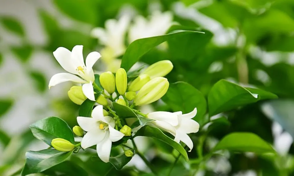 Kỹ thuật cắt tỉa và bón phân giàu Phốt pho, Kali sẽ giúp kích thích nguyệt quế ra hoa