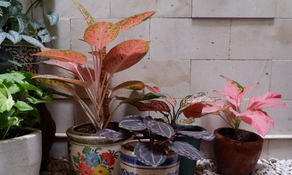 Cây Phú Quý rất được ưa chuộng trồng để trang trí nội thất