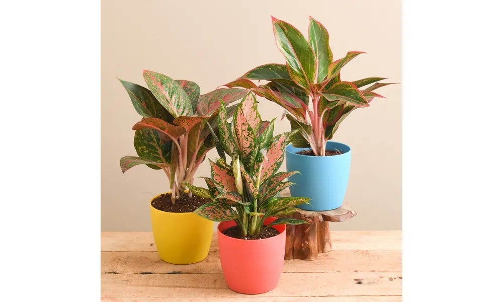 Kỹ thuật trồng cây Phú Quý trong chậu đất đúng cách