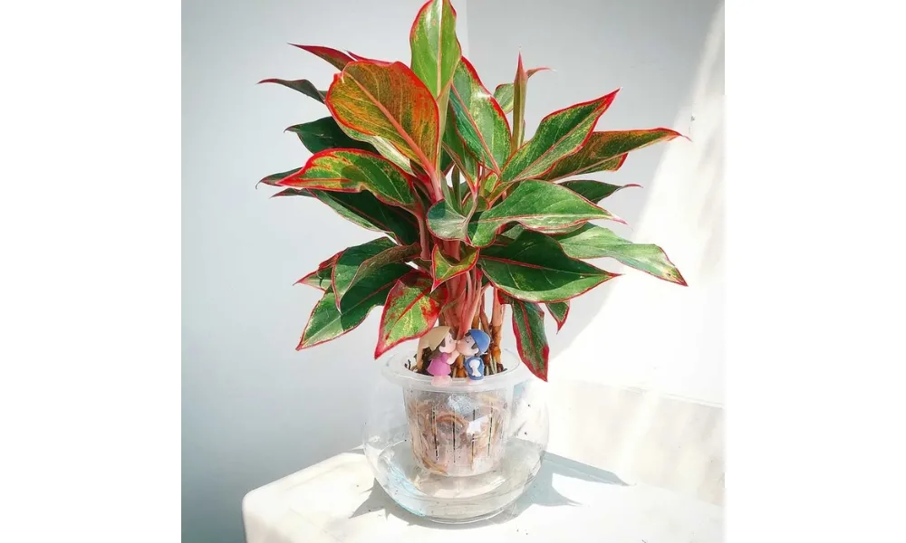 Cách trồng cây Phú Quý theo phương pháp thủy sinh