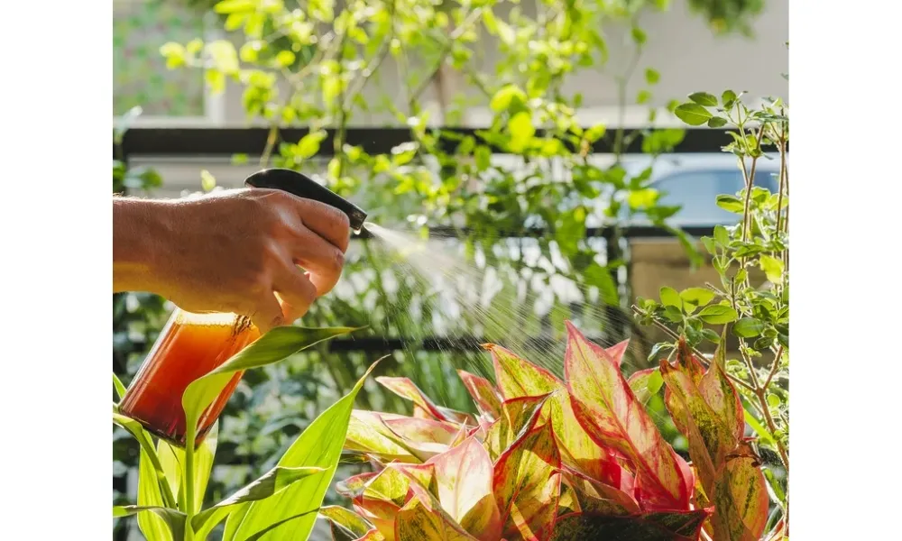 Cần tưới nước đều đặn khoảng 2-3 lần mỗi tuần cho cây