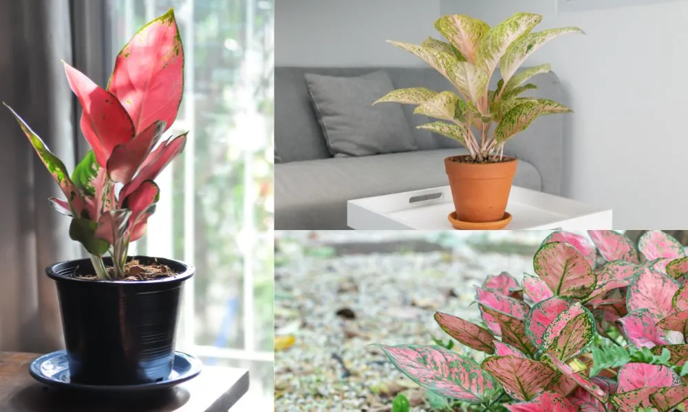 Ba vị trí nên đặt chậu Phú Quý để thu hút tài lộc và vượng khí