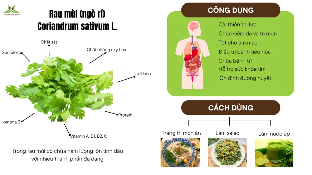 Cây ngò rí non đang phát triển trong chậu