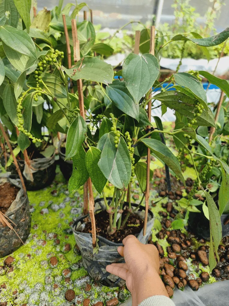 Chọn giống tiêu xanh khỏe mạnh không sâu bệnh để đạt năng suất cao