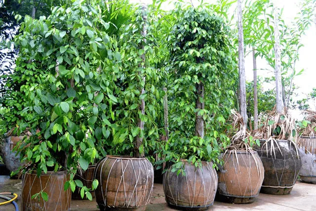 Hình ảnh trụ tiêu xanh cần được thiết lập vững chắc để cây leo bám