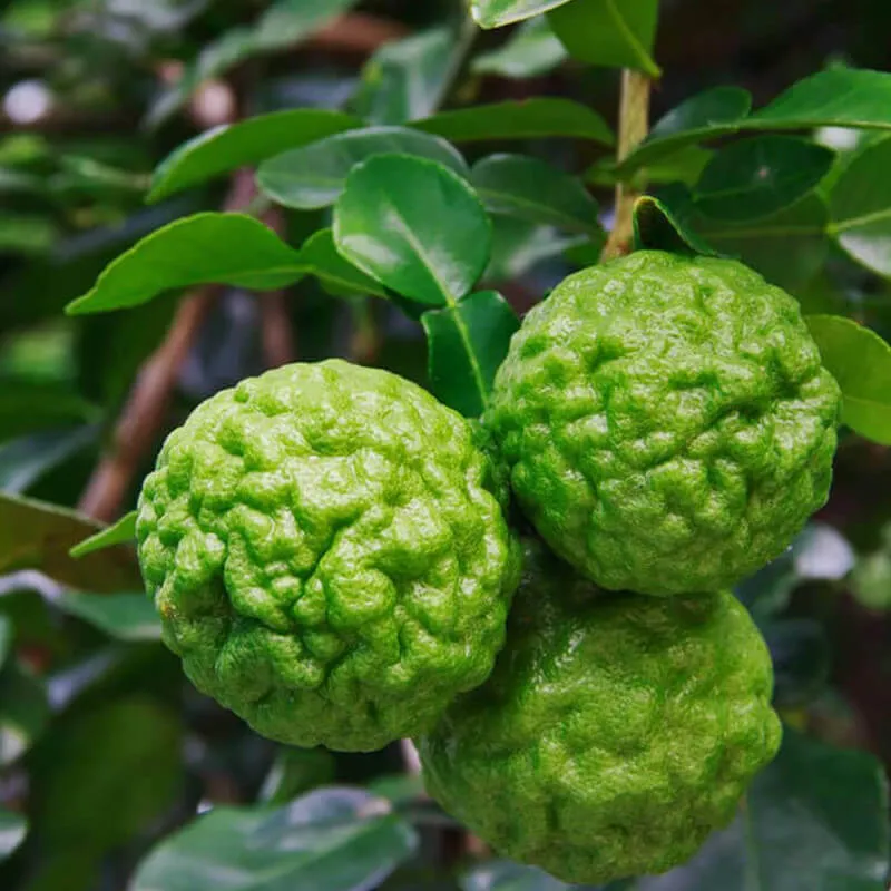 Trái chanh chúc và lá chanh chúc có hình dạng đặc trưng