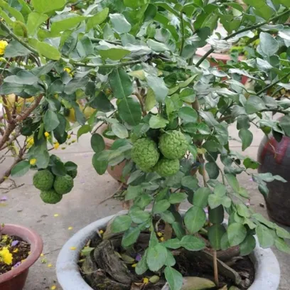 Cây chanh chúc trồng chậu trưởng thành