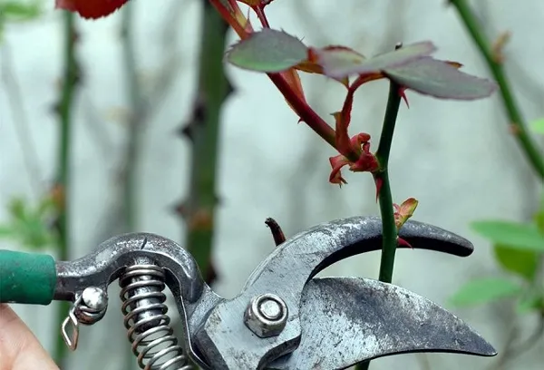 Cắt tỉa loại bỏ lá già, cành cây yếu là bước quan trọng để kích thích cây ra hoa mới