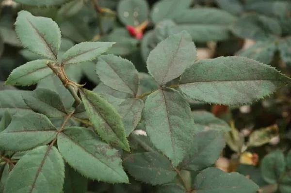 Quầng đen loang lổ màu nâu đồng trên lá là dấu hiệu rõ ràng của bọ trĩ trên cây hoa hồng