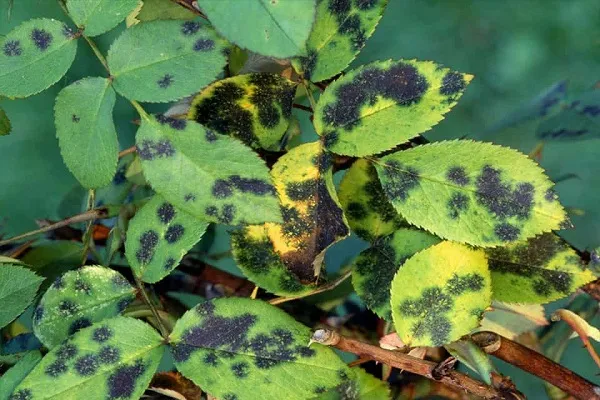 Những đốm đen hình tròn xuất hiện trên lá là dấu hiệu của bệnh đốm đen ở hoa hồng