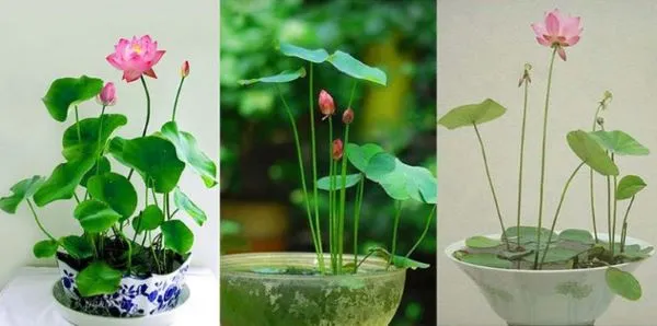 Các loại sen mini và sen đại phổ biến thích hợp trồng theo cách trồng và chăm sóc hoa sen trong chậu