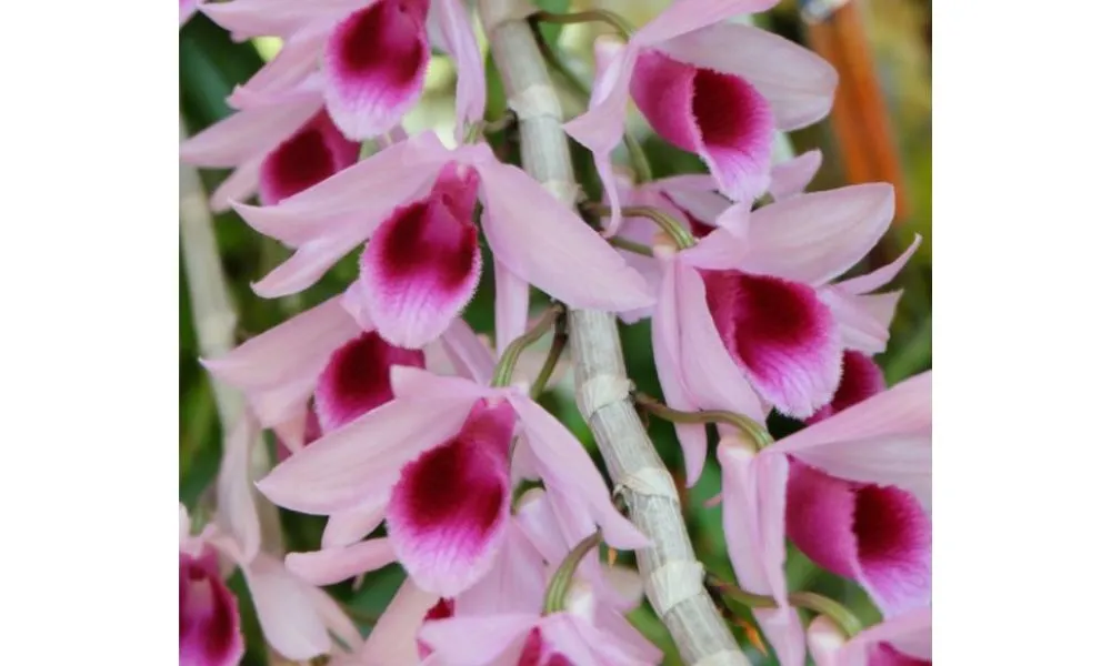 Giá thể và lan giả hạc di linh đang phát triển