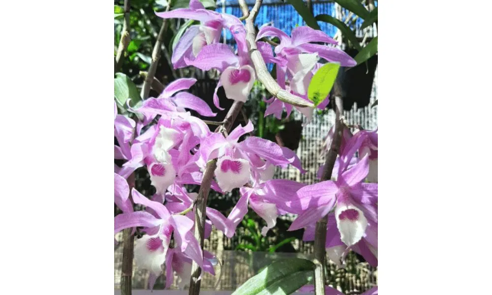 Vẻ đẹp thanh tao của lan giả hạc pháp