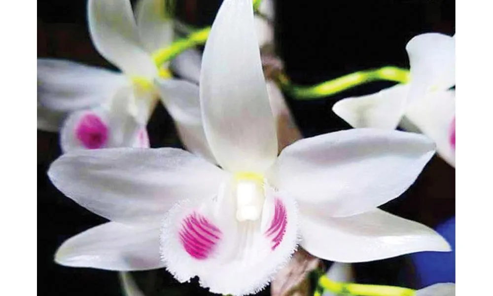 Các mặt hoa lan giả hạc đột biến quý hiếm