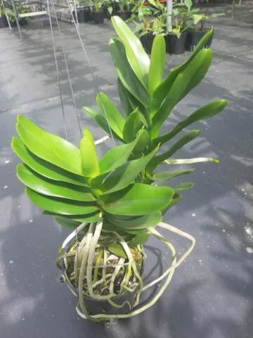 Kỹ thuật chăm sóc lan Hoàng Nhạn tháng 8 giúp cây sinh trưởng tốt