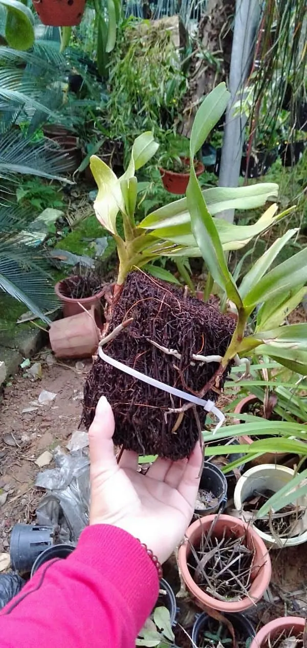 Kỹ thuật ghép lan Tam Bảo Sắc lên giá thể gỗ dớn