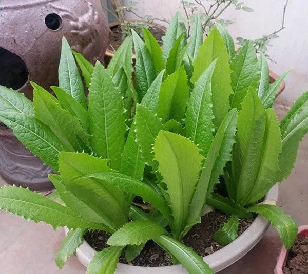 Cây rau diếp thơm đang phát triển với màu xanh tươi mát