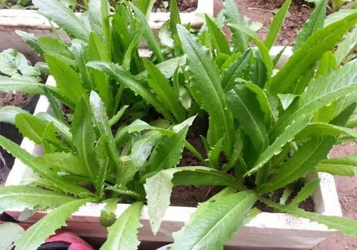 Rau diếp thơm trồng trong chậu dài trên sân thượng tại nhà