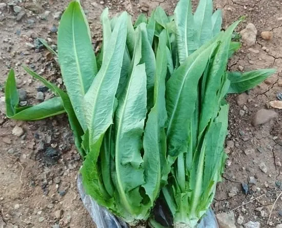 Rau diếp thơm tươi ngon sẵn sàng cho việc thu hoạch