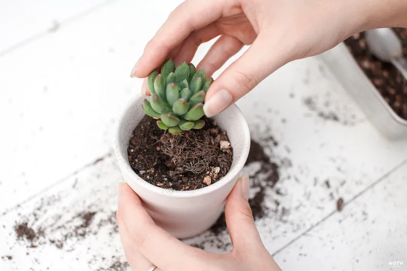 Đổ đất và chuẩn bị trồng cây sen đá mới mua