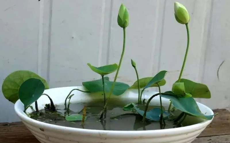 Sen nhật mini trong chậu gốm mang ý nghĩa phong thủy tốt đẹp và thanh cao