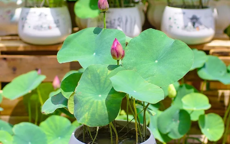 Sen nhật mini sẽ nở bông nhiều nếu biết cách trồng và chăm sóc