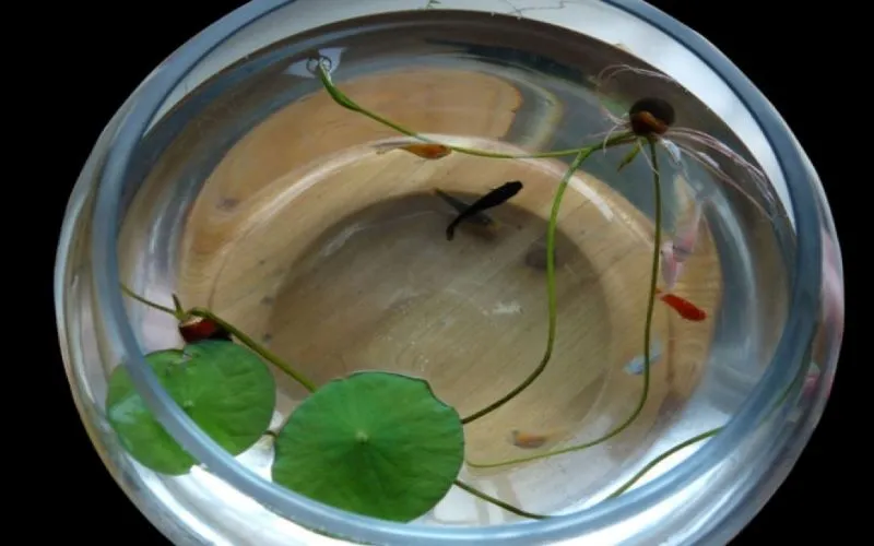 Sen nhật trồng thủy phân trong chậu thủy tinh