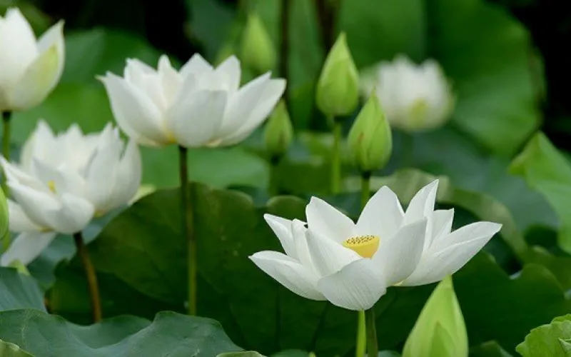 Sen mini nhật mang màu trắng tinh khôi