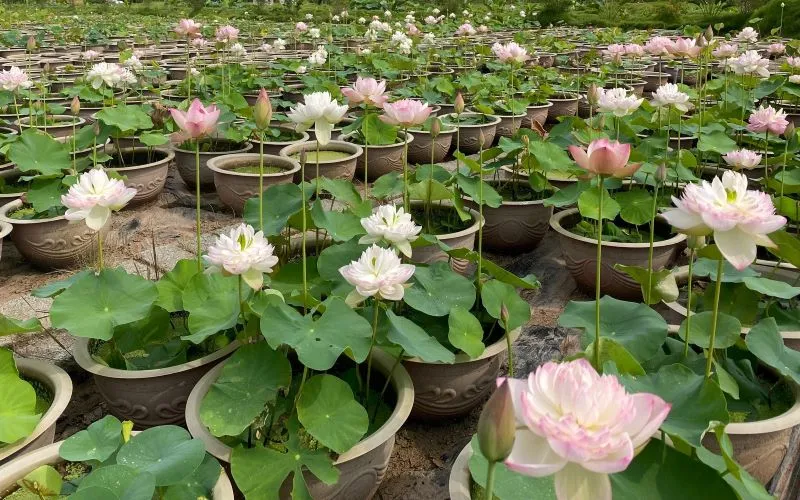 Sen nhật mini đua nhau khoe sắc trong chậu, thể hiện việc kiểm soát sâu bệnh tốt