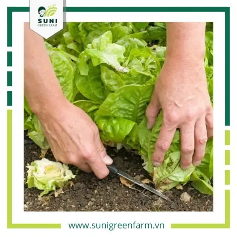 Hướng Dẫn Chi Tiết Cách Trồng Xà Lách Búp Tại Nhà Đạt Năng Suất Tối Đa