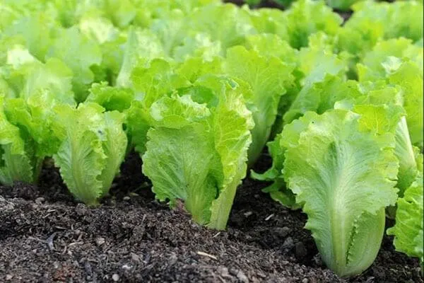 Các bước chuẩn bị vật tư và hạt giống trong cách trồng cây xà lách tại nhà